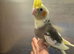 Hand reared baby cockatiel available&hellip;