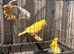 Canary nice colour s