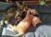 Beautiful 3 kitten's looking for a new home