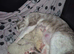 Bengal siamese cross sphynx