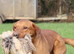 Working Fox red labrador for stud