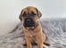 Cane corso puppies