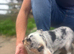 2 Blue Merle Bitch pups
