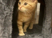 Kittens ready soon