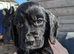 Working cocker spaniels