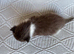 Kittens! ReadyToGO!
