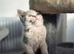 3 playful females left