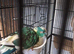 Kakarike Cock