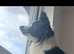 STUD ONLY 3 year old full breed border collie