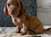 3 beautiful pups from litter of 6 ready to leave