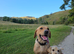 Milromali labradors bred for health and temperament