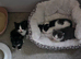 3 gorgeous kittens. Males and female