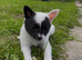 Stunning little girl available
