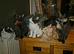 Maine-coon, Ragdoll mix kittens