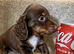 KC PRA clear long haired mini dachshund puppies
