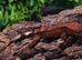 Cappuccino Crested Gecko's