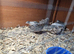 Chinese painted quail selling altogether