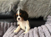 Kc dna clear cavalier puppies ready now