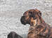 Boxer pups