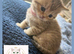 GCCF Registered British Shorthair Golden & Black Tipped Kittens &ndash; Ready 28th June