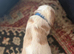 Working cocker spaniel ***only 2 boys left***
