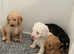 Australian labradoodles