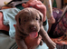 2 Girl Silver Labrador puppies for sale ready 20/9/ 2026