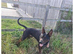 Big handsome boy for sale - TYSON