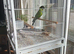 Young Ringneck