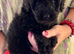 Stunning Labradoodles (Miniature) From Health tested parents