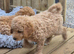 Double doodle puppies READY NOW