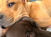 Staff cross sharpei