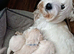 Westiepoopuppies
