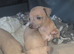 Italian greyhound puppy for sale