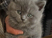 BRITISH SHORTHAIR KITTENS MANCHESTER REDUCED READY TO GO