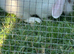 Rew lion lop