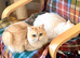 Zeus, Rare Copper Silver, British Shorthair, Male