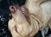 Dudley Labrador