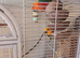 Pair of jenday conures