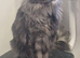Maine coon polydactyl kittens
