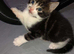 tabby kittens