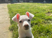 Pablo 8mth old jackchi