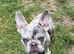 I have one frenchie puppy for sale, blue/merle male and blue/tan female for sale.