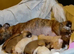 Staffy cross puppies