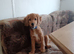 Selling puppies