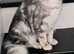 Maine Coon Tica registered