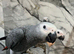 Stunning Baby Male HandReared Super Tame Cuddly African Grey