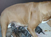 Champion sired boxer puppy