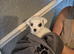 Poppy gorgeous maltipoo