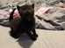 LAST female LEFT BRITISH SHORTHAIR